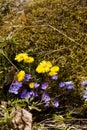 Spring flowers Royalty Free Stock Photo