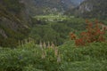 Spring flowers along the River Simpson in Patagonia, Chile Royalty Free Stock Photo