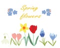 Spring flowers vector illustration isolated on white background Royalty Free Stock Photo