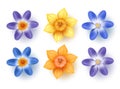 Spring flowers vector set. Daffodils, choinodoxa, and crocus collection with various colors