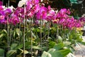 Spring flowers, Vietnam flower market