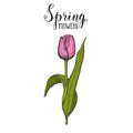 Spring flowers. Vintage hand drawn colored tulip. Sketch. Vector engraving illustration Royalty Free Stock Photo