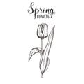 Spring flowers. Vintage hand drawn tulip. Sketch. Vector engraving illustration Royalty Free Stock Photo