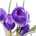 Spring flowers of violet crocus isolated on white background Royalty Free Stock Photo