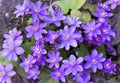 Spring flowers violet hepatica liverleaf or liverwort in garden. Top view