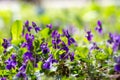 Spring flowers. Violet violets flowers bloom in the spring forest. Viola odorata. Royalty Free Stock Photo