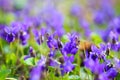 Spring flowers. Violet violets flowers bloom in the spring forest. Viola odorata. Beautiful banner of natural Royalty Free Stock Photo