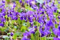 Spring flowers. Violet violets flowers bloom in the spring forest. Viola odorata. Beautiful banner of natural Royalty Free Stock Photo