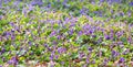 Spring flowers. Violet violets flowers bloom in the spring forest. Viola odorata. Beautiful banner of natural Royalty Free Stock Photo