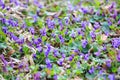 Spring flowers. Violet violets flowers bloom in the spring forest. Viola odorata. Beautiful banner of natural Royalty Free Stock Photo