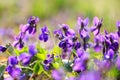 Spring flowers. Violet violets flowers bloom in the spring forest. Viola odorata. Beautiful banner of natural Royalty Free Stock Photo