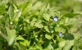 Spring flowers in the violet, white-blue and red tones blooming in the garden on the flower beds on April day Royalty Free Stock Photo