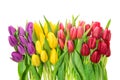 Spring flowers water drops Fresh tulips white background Royalty Free Stock Photo