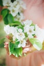 Spring flowers Royalty Free Stock Photo