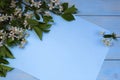 Spring, flowers, white, background, flower, blossom, tree, sky, petal, isolated, photo, branch, bloom, nature, pink, green, abst