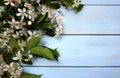 Spring, flowers, white, background, flower, blossom, tree, sky, petal, isolated, photo, branch, bloom, nature, pink, green, abst