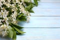 Spring, flowers, white, background, flower, blossom, tree, sky, petal, isolated, photo, branch, bloom, nature, pink, green, abst