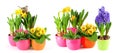 Spring flowers white background Hyacinth primulas daffodils Royalty Free Stock Photo