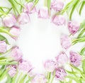 Spring flowers on white background. Pink tulips frame Royalty Free Stock Photo