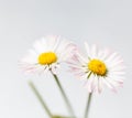 Spring flowers, white marguerites Royalty Free Stock Photo