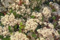 Spring flowers. White flowers of ornamental shrub of Photinia