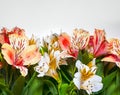 Spring flowers white and pink Alstromeria flowers bouquet on the white background. Space for text. Royalty Free Stock Photo