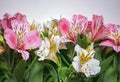 Spring flowers white and pink Alstromeria flowers bouquet on the white background. Space for text Royalty Free Stock Photo