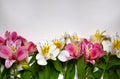 Spring flowers white and pink Alstromeria flowers bouquet on the white background. Space for text Royalty Free Stock Photo