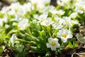 Spring flowers, white primrose or primula in a garden Royalty Free Stock Photo