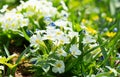 Spring flowers,  white primrose or primula in a garden Royalty Free Stock Photo