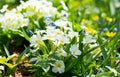 Spring flowers, white primrose or primula in a garden