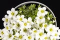 Spring flowers white Saxifraga paniculata in pot on black background.