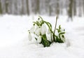 Spring flowers white snowdrops Galanthus nivalis in snow in the forest Royalty Free Stock Photo