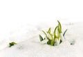 Spring flowers white snowdrops Galanthus nivalis in snow in the forest on a white background with space for text Royalty Free Stock Photo