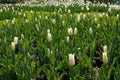 Spring flowers. White tulip flowers growing in the garden