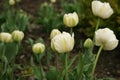 Spring flowers - white tulips