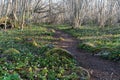 Spring flowers by a winding footpath Royalty Free Stock Photo