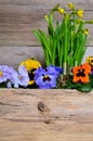 Spring flowers wood background Royalty Free Stock Photo