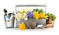 Spring flowers in wooden basket with garden tools