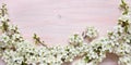 Spring flowers on wooden table background. Plum blossom. Top view Royalty Free Stock Photo