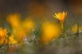 Spring flowers yellow crocus blossoms Royalty Free Stock Photo