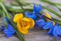 spring flowers:yellow crocus and blue siberian hyacinth on wooden background close up