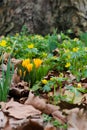 Spring flowers yellow crocus, daffodils and winter aconites with