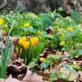 Spring flowers yellow crocus, daffodils and winter aconites with Royalty Free Stock Photo
