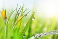 Spring flowers of yellow crocus and green grass with dew drops Royalty Free Stock Photo