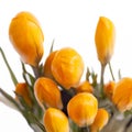 Spring flowers of yellow crocus isolated on white background Royalty Free Stock Photo