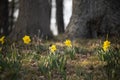 Spring flowers yellow daffodils in a clearing in a park or forest. Royalty Free Stock Photo