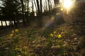 Spring flowers yellow daffodils in a clearing in a park or forest. Royalty Free Stock Photo