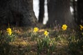 Spring flowers yellow daffodils in a clearing in a park or forest. Royalty Free Stock Photo