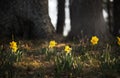 Spring flowers yellow daffodils in a clearing in a park or forest. Royalty Free Stock Photo